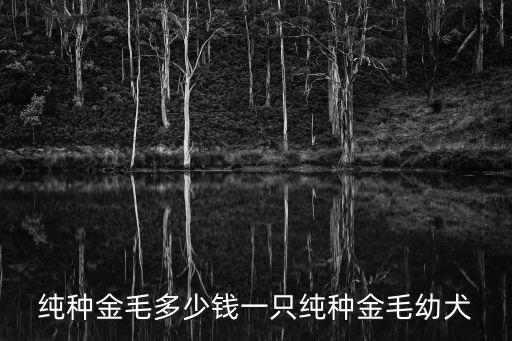 純種金毛多少錢一只純種金毛幼犬
