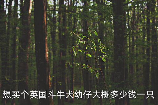 想買個(gè)英國斗牛犬幼仔大概多少錢一只