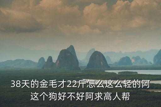 38天的金毛才22斤怎么這么輕的阿這個狗好不好阿求高人幫