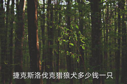 純種的捷克狼犬多少錢，小捷克狼犬一只多少元