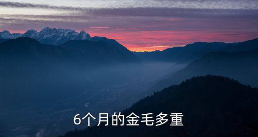 6個月的金毛多重
