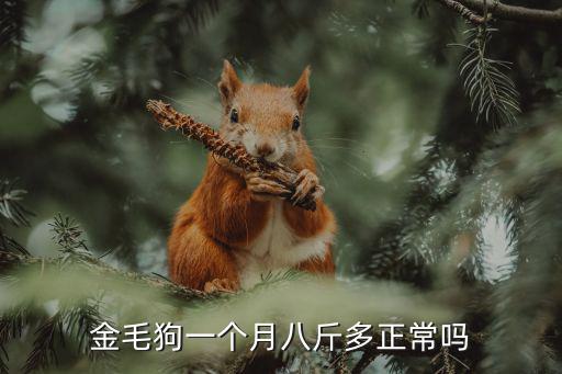 金毛狗一個月八斤多正常嗎
