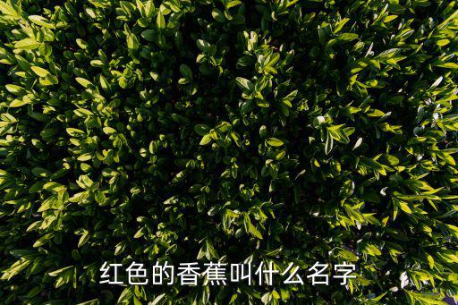 廣州的紅香蕉叫什么名字，紅香蕉是香蕉是紅色的還是就是香蕉的名字