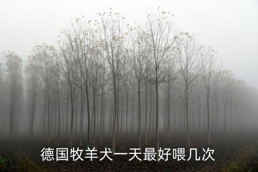 德國牧羊犬一天最好喂幾次
