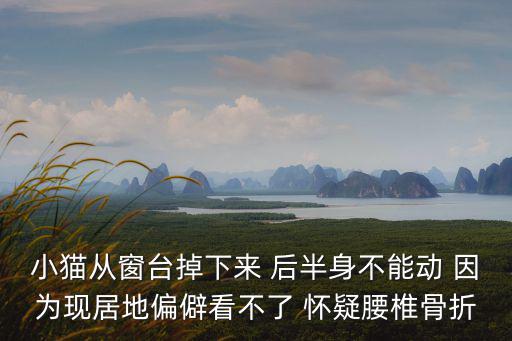 小貓骨折多少錢，小貓從窗臺(tái)掉下來 后半身不能動(dòng) 因?yàn)楝F(xiàn)居地偏僻看不了 懷疑腰椎骨折