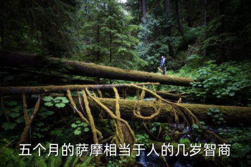 五個月的薩摩相當于人的幾歲智商
