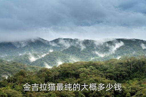 金吉拉貓最純的大概多少錢