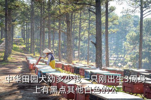 中華田園犬幼多少錢一只剛出生3周身上有黑點其他白色的公