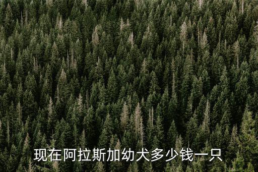 現(xiàn)在阿拉斯加幼犬多少錢一只