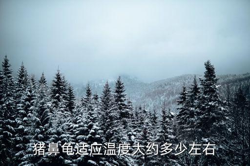 養豬鼻龜的水溫是多少，大家養豬鼻龜的水溫是多少