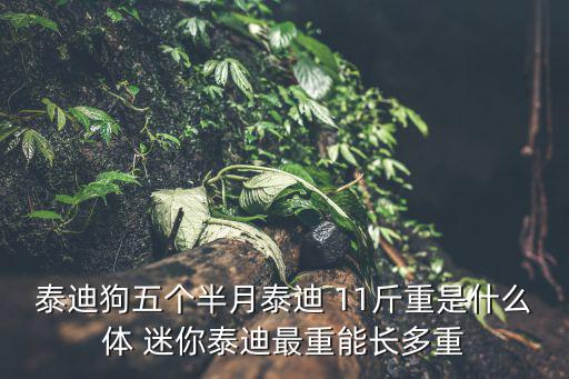 泰迪狗五個半月泰迪 11斤重是什么體 迷你泰迪最重能長多重