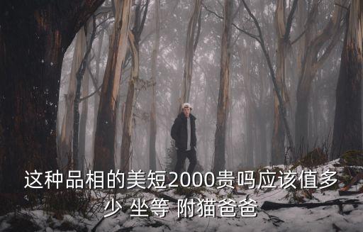 這種品相的美短2000貴嗎應(yīng)該值多少 坐等 附貓爸爸