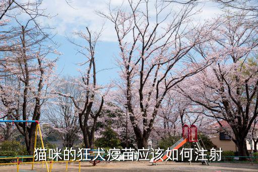 貓咪的狂犬疫苗應該如何注射