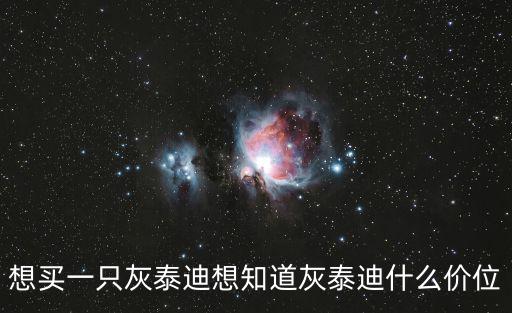 想買一只灰泰迪想知道灰泰迪什么價位