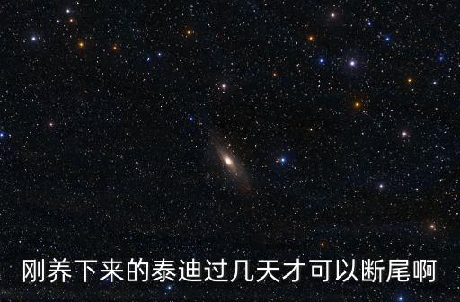 剛養(yǎng)下來的泰迪過幾天才可以斷尾啊