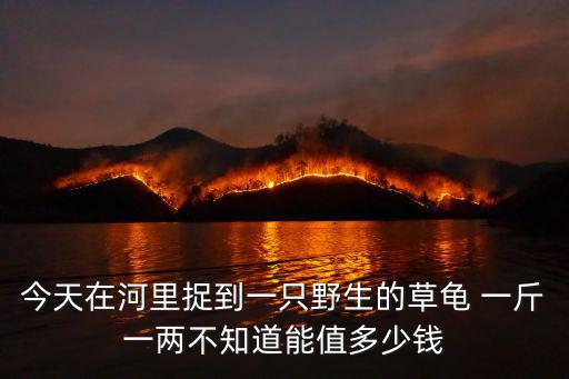 今天在河里捉到一只野生的草龜 一斤一兩不知道能值多少錢