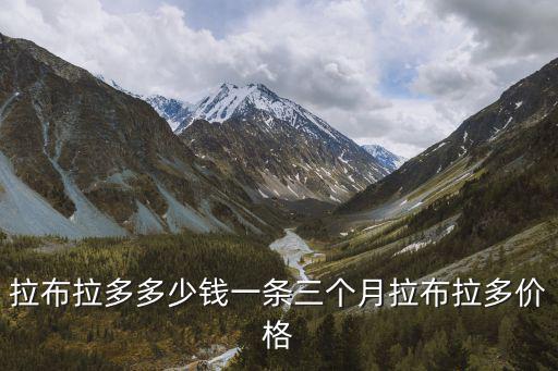 拉布拉多多少錢一條三個月拉布拉多價格