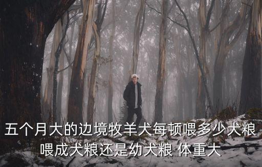 五個(gè)月大的邊境牧羊犬每頓喂多少犬糧喂成犬糧還是幼犬糧 體重大