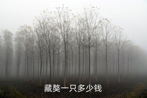 藏獒一只多少錢