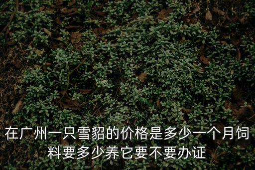在廣州一只雪貂的價格是多少一個月飼料要多少養它要不要辦證