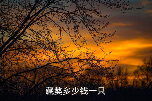 藏獒多少錢一只