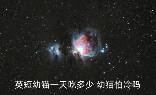 英短幼貓一天吃多少 幼貓怕冷嗎