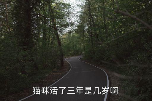 貓咪活了三年是幾歲啊
