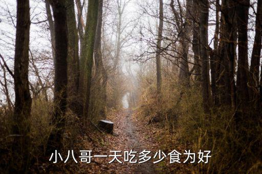 小八哥一天吃多少食為好