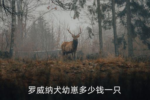 羅特維爾犬多少錢，羅威納犬多少錢一只 羅威納多少錢一只