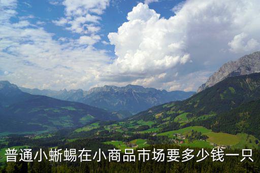普通小蜥蜴在小商品市場要多少錢一只