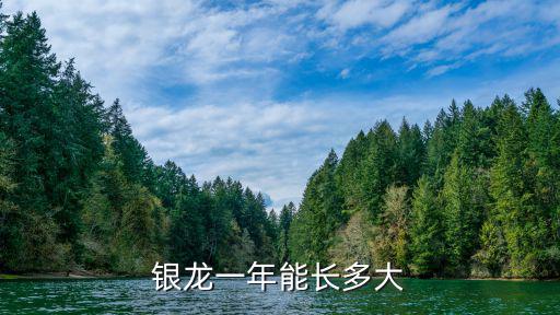 銀龍一年能長多大