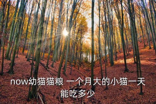now幼貓貓糧 一個月大的小貓一天能吃多少