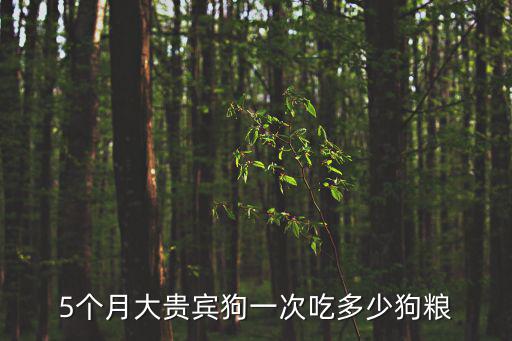 5個(gè)月貴婦犬吃多少餐糧，五個(gè)月的貴賓一頓吃多少狗糧