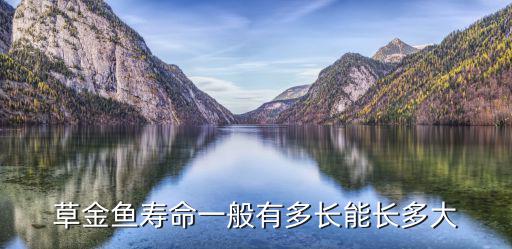 草金魚壽命一般有多長能長多大