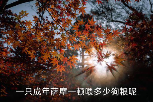 一只成年薩摩一頓喂多少狗糧呢