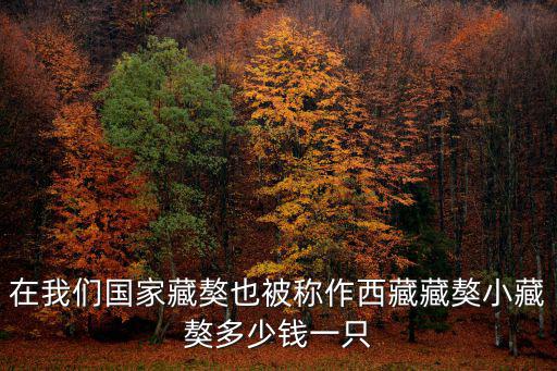 在我們國家藏獒也被稱作西藏藏獒小藏獒多少錢一只