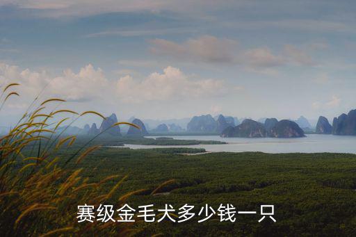 金毛比賽犬值多少錢，賽級金毛犬多少錢一只