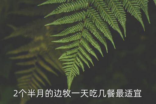 2個半月的邊牧一天吃幾餐最適宜