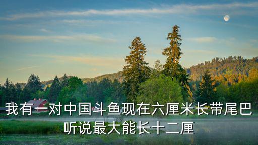 斗魚最多能長多少，請問中國叉尾斗魚最大能長多大我的斗現在才六厘米還能長嗎