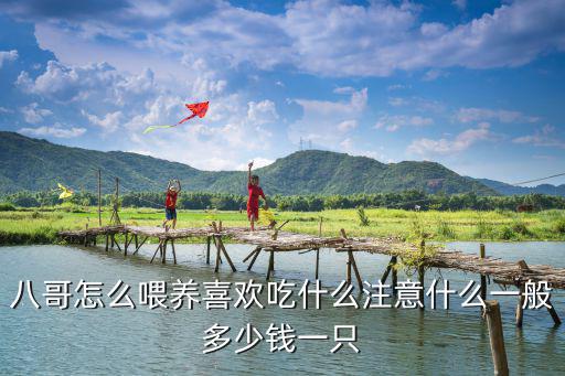 八哥怎么喂養喜歡吃什么注意什么一般多少錢一只
