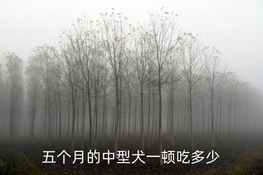 五個月的中型犬一頓吃多少