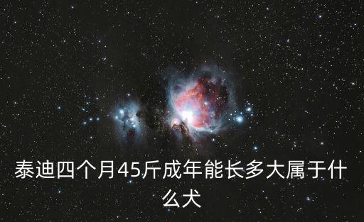 泰迪四個月45斤成年能長多大屬于什么犬
