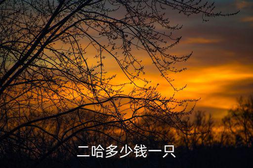 二哈多少錢一只