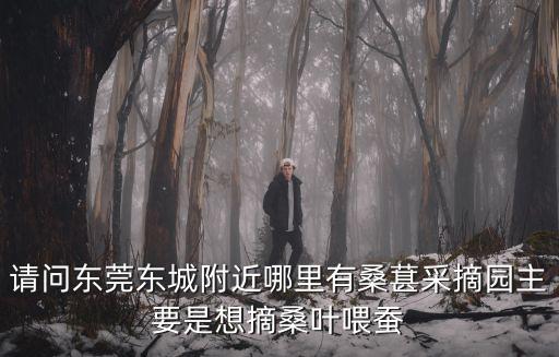 東莞那有桑葚摘，請問東莞東城附近哪里有桑葚采摘園主要是想摘桑葉喂蠶
