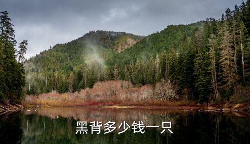狼狗黑貝多少錢一只，塔馬斯堪狼犬一只多少元