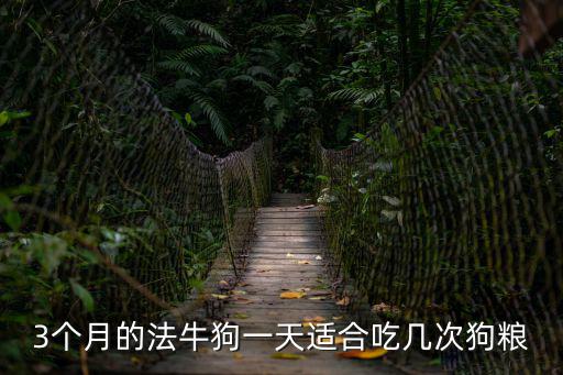 3個月的法牛狗一天適合吃幾次狗糧