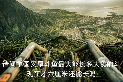請問中國叉尾斗魚最大能長多大我的斗現在才六厘米還能長嗎