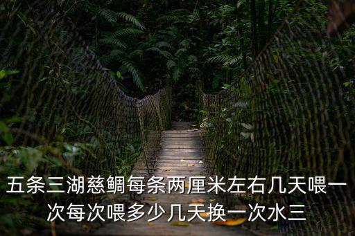 五條三湖慈鯛每條兩厘米左右?guī)滋煳挂淮蚊看挝苟嗌賻滋鞊Q一次水三