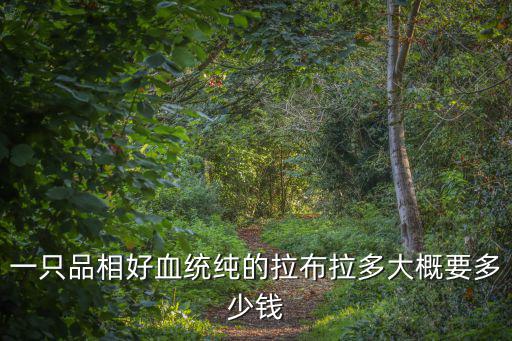 一只品相好血統純的拉布拉多大概要多少錢