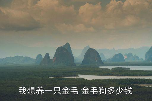 我想養一只金毛 金毛狗多少錢
